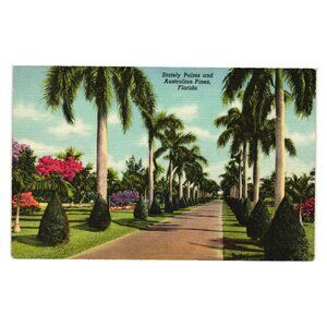 Stately Palms And Australian Pines Florida Vintage Curteich Postcard 136-F Art